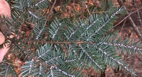 hemlock woolly adelgid - Adelges tsugae