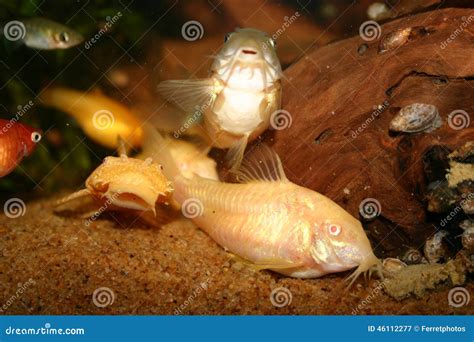 Albino corydoras stock image. Image of albino, bronze - 46112277