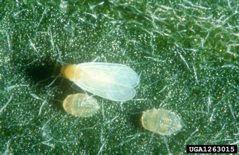 Adult and larvae of greenhouse whitefly. | Download Scientific Diagram