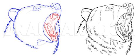 How To Draw Grizzly Bears, Step by Step, Drawing Guide, by makangeni | dragoart.com Bear Face ...