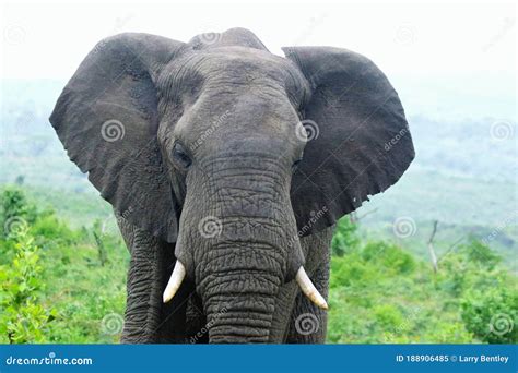 A Close-up of an African Elephant with Ears Flapping Stock Image ...