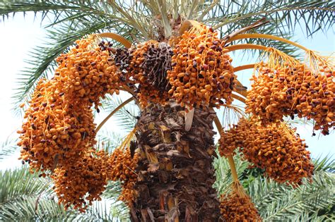 Date palm garden emerges as new photo hotspot in Vietnam’s Mekong Delta ...