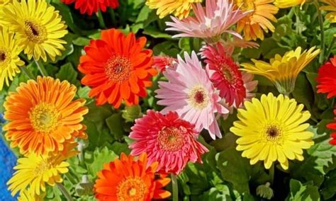 Care Of Gerbera In Pot, In Garden And As Cut Flower