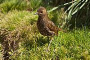 Category:Nightingale Island - Wikimedia Commons