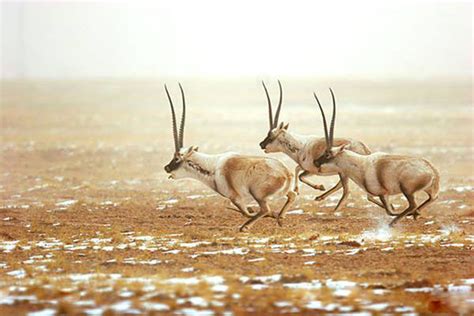 Tibetan antelopes’ Living Habits