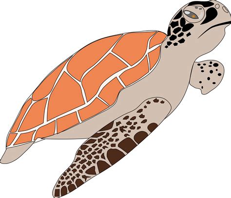 Turtle PNG Transparent Images - PNG All