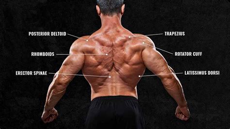 The Anatomy of Your Back Muscles, Explained (and How to Train Them ...