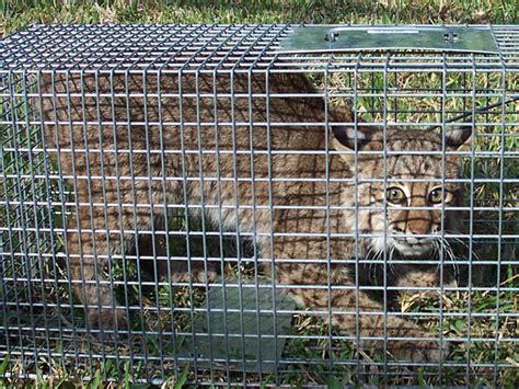 Wildlife Photograph - Bobcat in Cage Trap