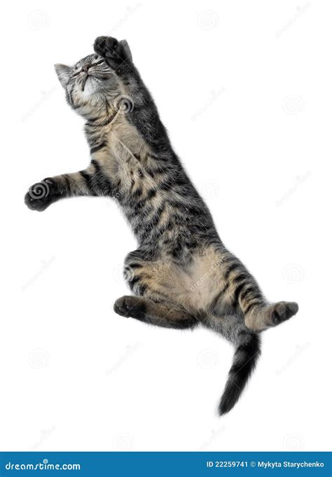 Funny cat jumping stock image. Image of gaze, childhood - 22259741