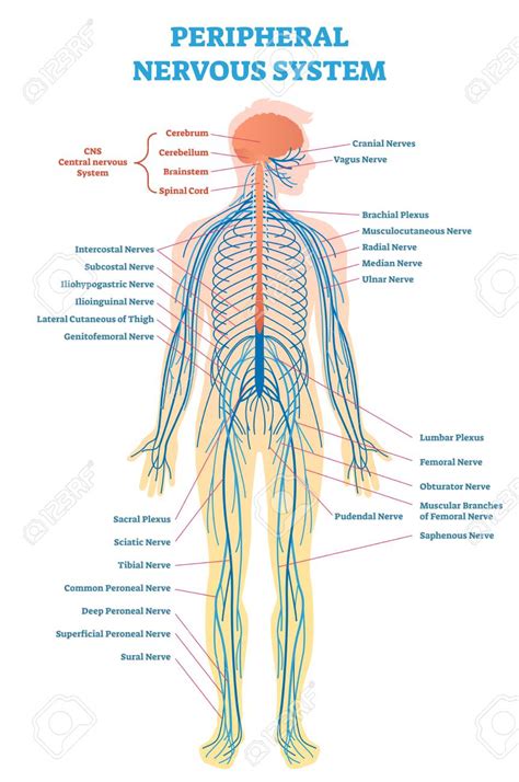 Peripheral nervous system, medical vector illustration diagram with brain, spinal cord and full ...