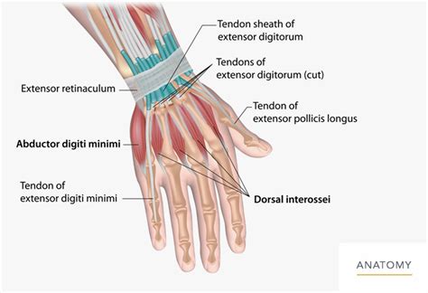 Wrist And Hand Anatomy