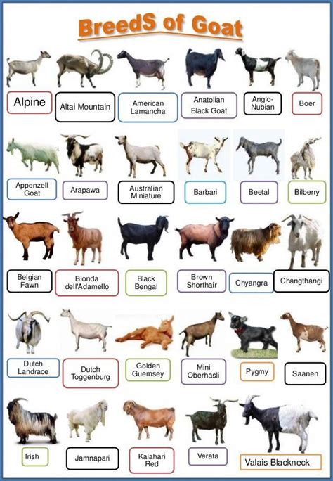 Rewarding goat backyard farming | Sheep breeds, Goat farming, Raising goats