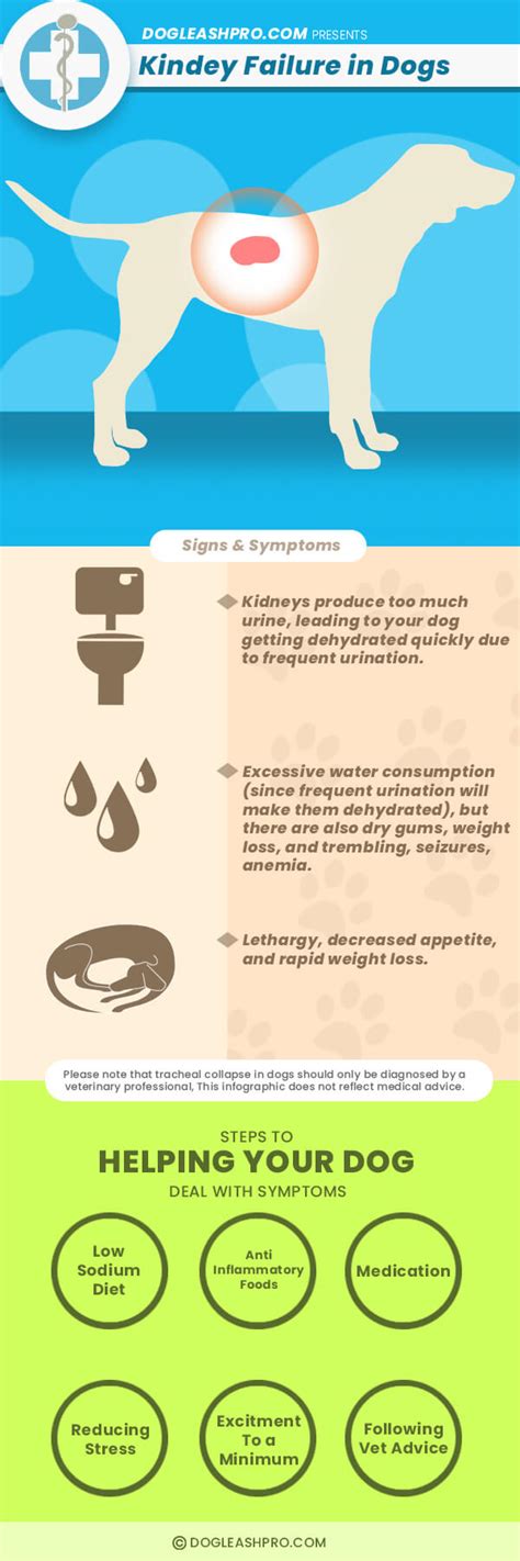 How Long Does Dog Live With Kidney Failure