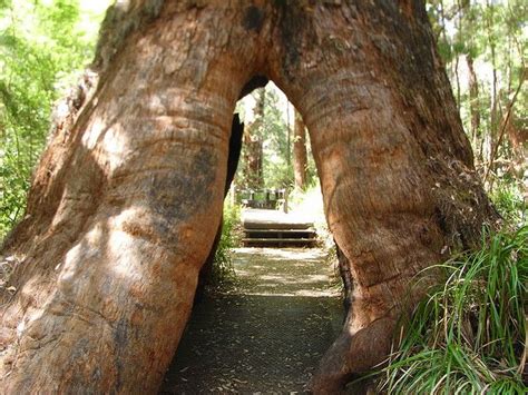 a large tree that is in the middle of a path