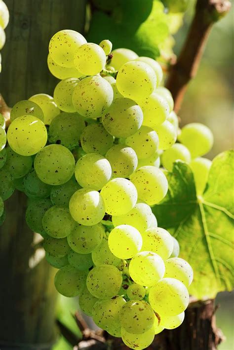 Riesling Grapes In The Sunshine Photograph by Feig & Feig | Fine Art ...