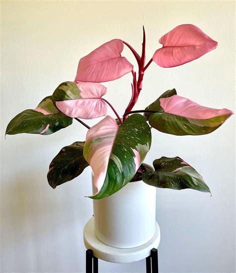 The Rare and Beautiful Pink Princess Philodendron