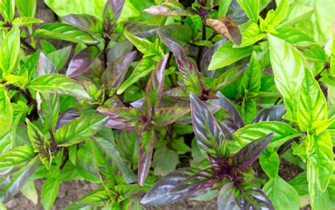 15 Exciting Basil Varieties To Grow In Your Herb Garden