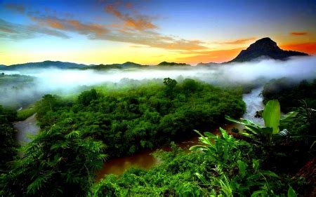 RAINFOREST FOG - Forests & Nature Background Wallpapers on Desktop ...