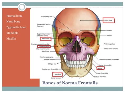 Anatomy head and neck(norma frontalis)