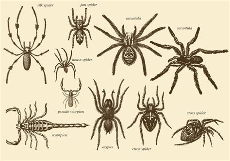 Anansi - Jamaican stories of a Spider God and Freedom Symbol