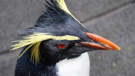 List of Famous Species of Penguin with Yellow Hair