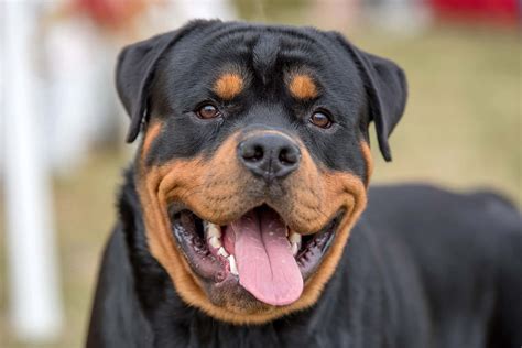 Download A Rottweiler Dog Is Standing With His Tongue Out | Wallpapers.com