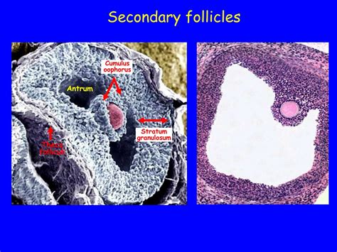 PPT - Histology of the Female Reproductive System PowerPoint ...