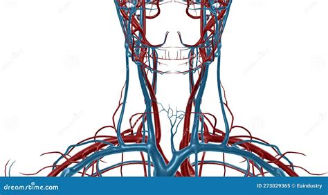 The Carotid Sheath Contains The Common And Internal Carotid Arteries ...