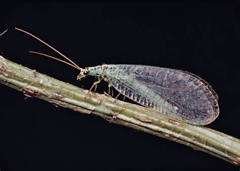 Brown lacewing | insect | Britannica