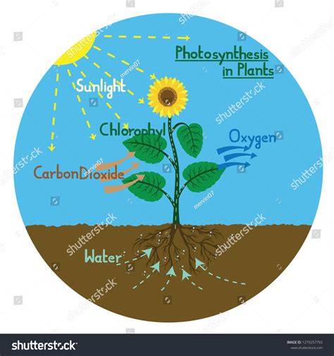 Vector Illustration Process Photosynthesis Green Plants Stock Vector (Royalty Free) 1279257793 ...