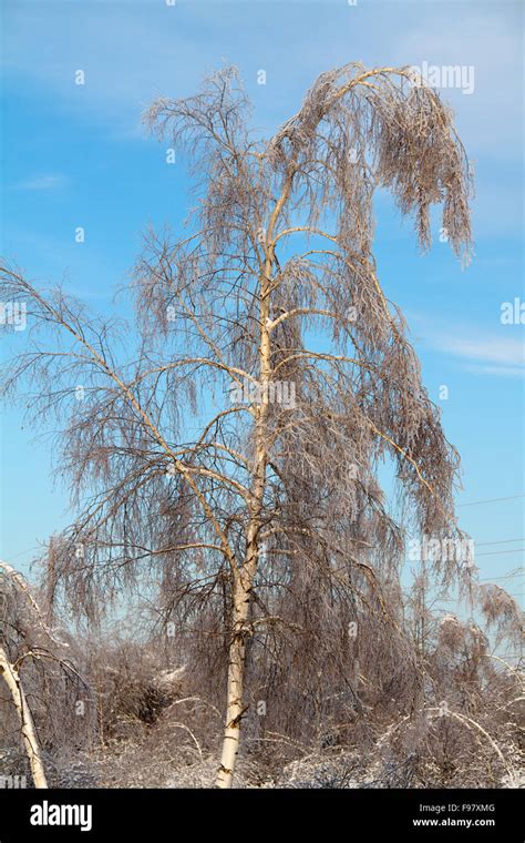 beautiful winter forest in Russia Stock Photo - Alamy