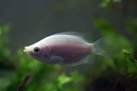 Kissing Gourami - A-Z Animals