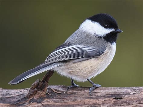 Black-capped Chickadee | Celebrate Urban Birds