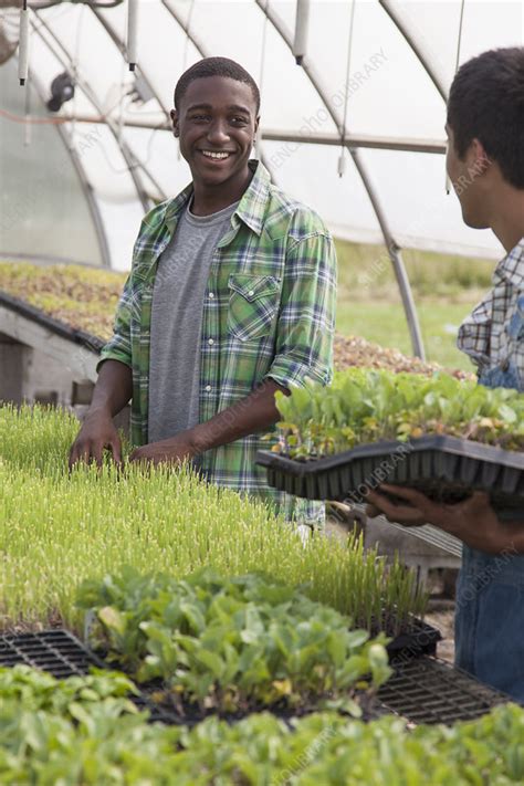 An organic plant nursery - Stock Image - F008/8512 - Science Photo Library