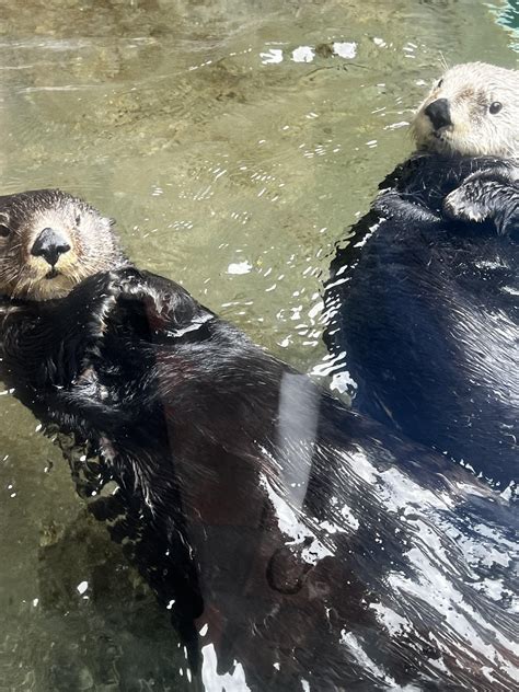 Seattle Aquarium 🦦 : r/Otters