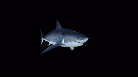 Great White Shark 3d Animation Video Stock Footage Video (100% Royalty ...