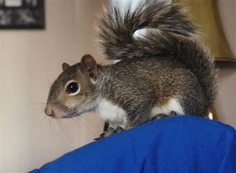 300+ Best Pet Squirrel Names (Cute, Funny, & Famous Names) | PetPress