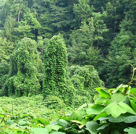 Kudzu Plant