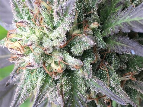 Strain-Galerie: White Crack (Riot Seeds) PIC #19101968178202875 von Magnus