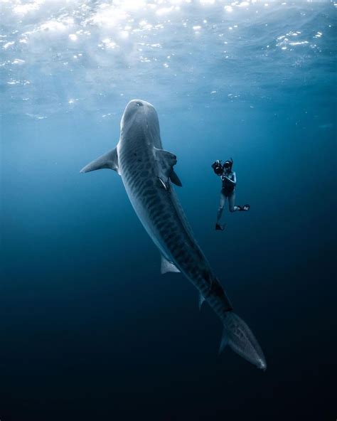 PHILLIP ⚓︎ hawai’i on Instagram: “// a very friendly tiger shark from the other day’s sunset ...