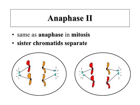 Which Diagram Represents Anaphase I Of Meiosis