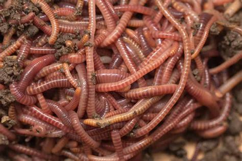 Worm Composting 101: Everything You Need to Know!