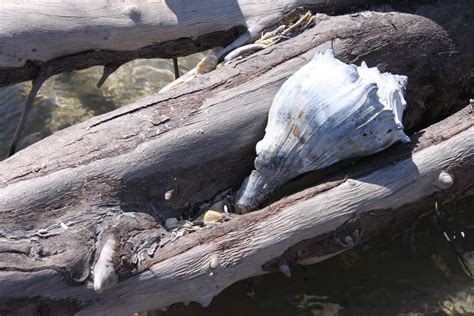 Seashell among driftwood - Botany Bay Beach, Edisto Island, SC | Botany bay, Ocean treasures ...