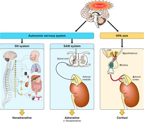 The Corticotropin-Releasing Factor Family: Physiology of the Stress ...