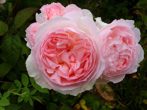 Flowerpedia: Intoxicating Fragranced Roses - Sharifa Asma