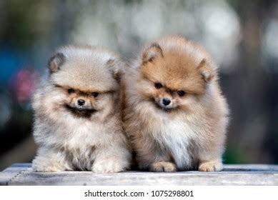 Two Adorable Pomeranian Spitz Puppies Posing Stock Photo 1075298801 | Shutterstock