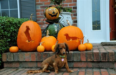 Dachshund pumpkin carving with Coco | Halloween at the Ehrin… | Flickr