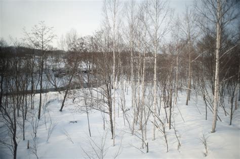 birch trees in winter-5589 | Stockarch Free Stock Photos