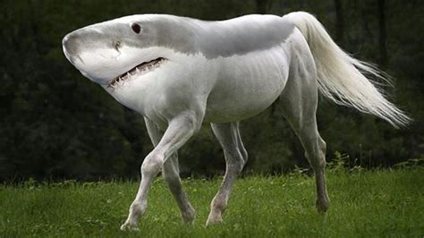 Top 10 Most Amazing Hybrid Animals You Won't Believe Actually Exist ...