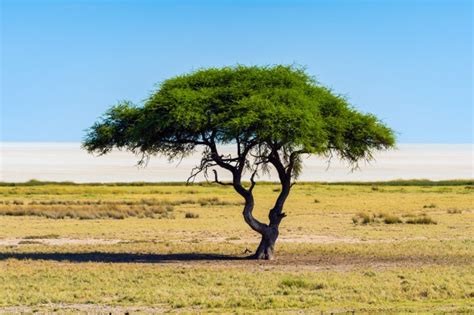 Baobab y acacia, los valiosos árboles africanos - The Food Tech